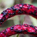 Foto-Forum BEFO-2014-  006